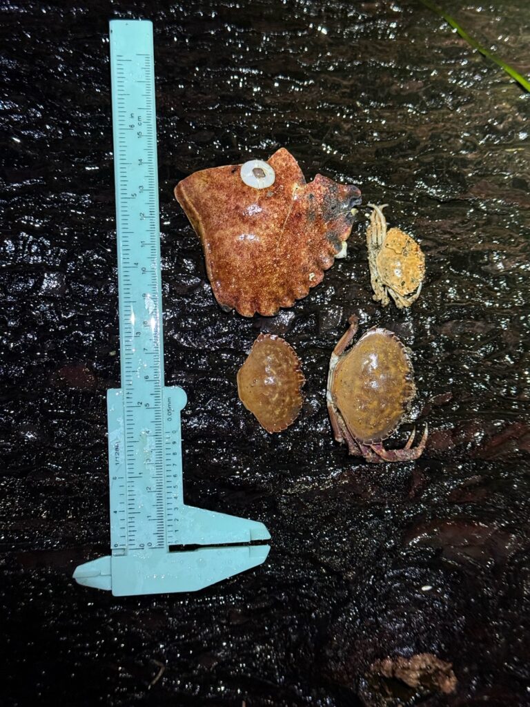 a blue pencil with a brown substance on it next to a blue pencil (MyCoast AI)