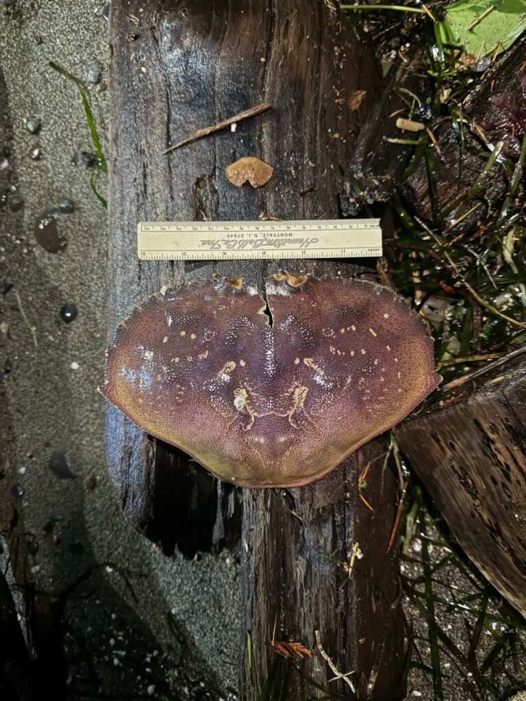 a tree with a sign on it (MyCoast AI)