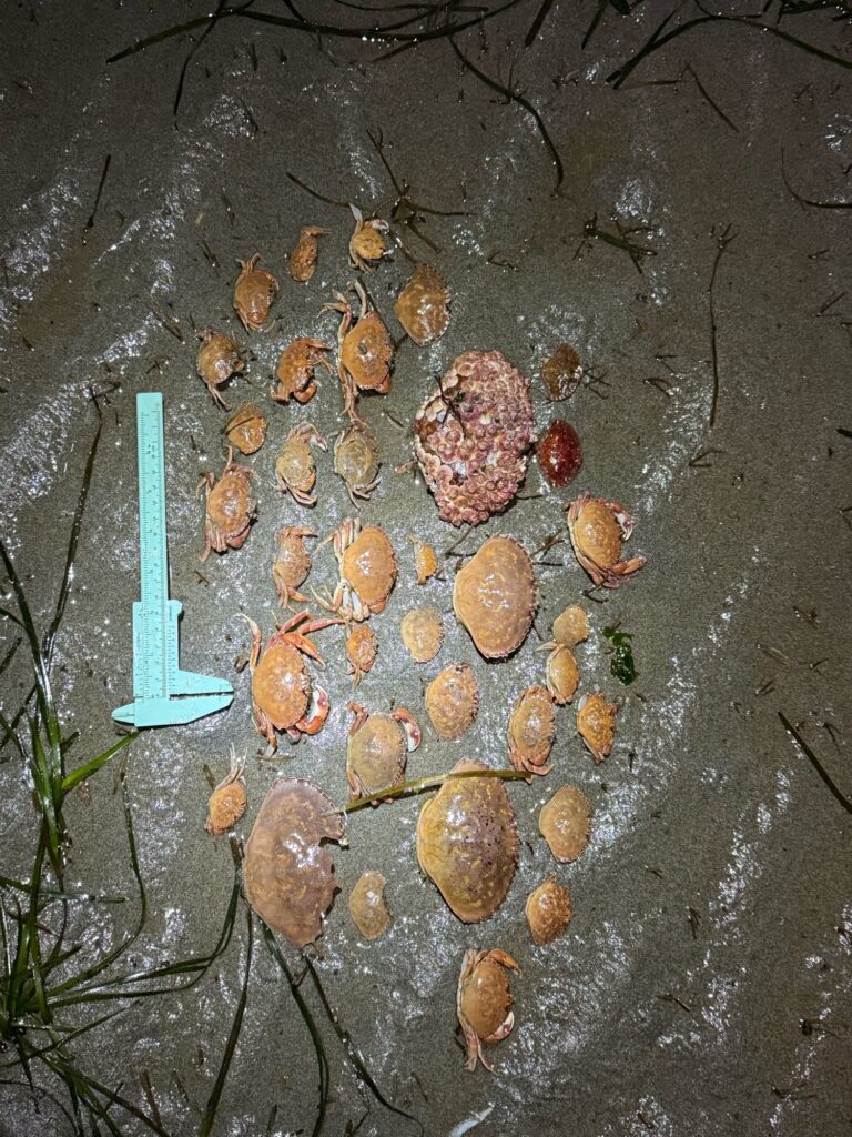 a group of brown objects on a concrete surface (MyCoast AI)