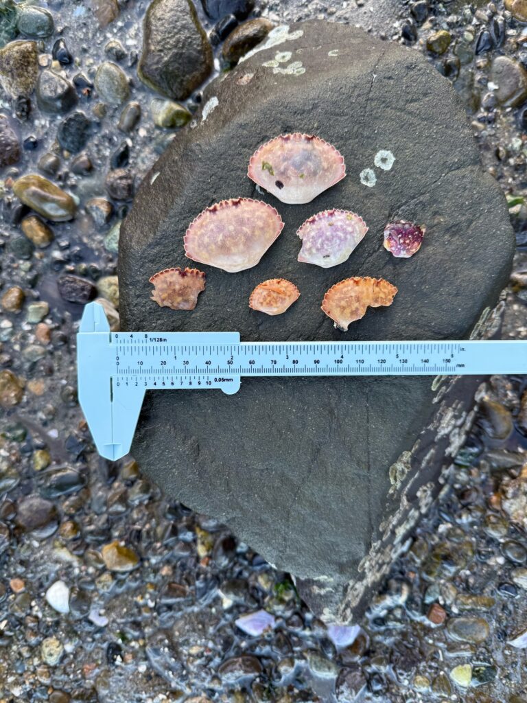 a rock with a sign on it (MyCoast AI)