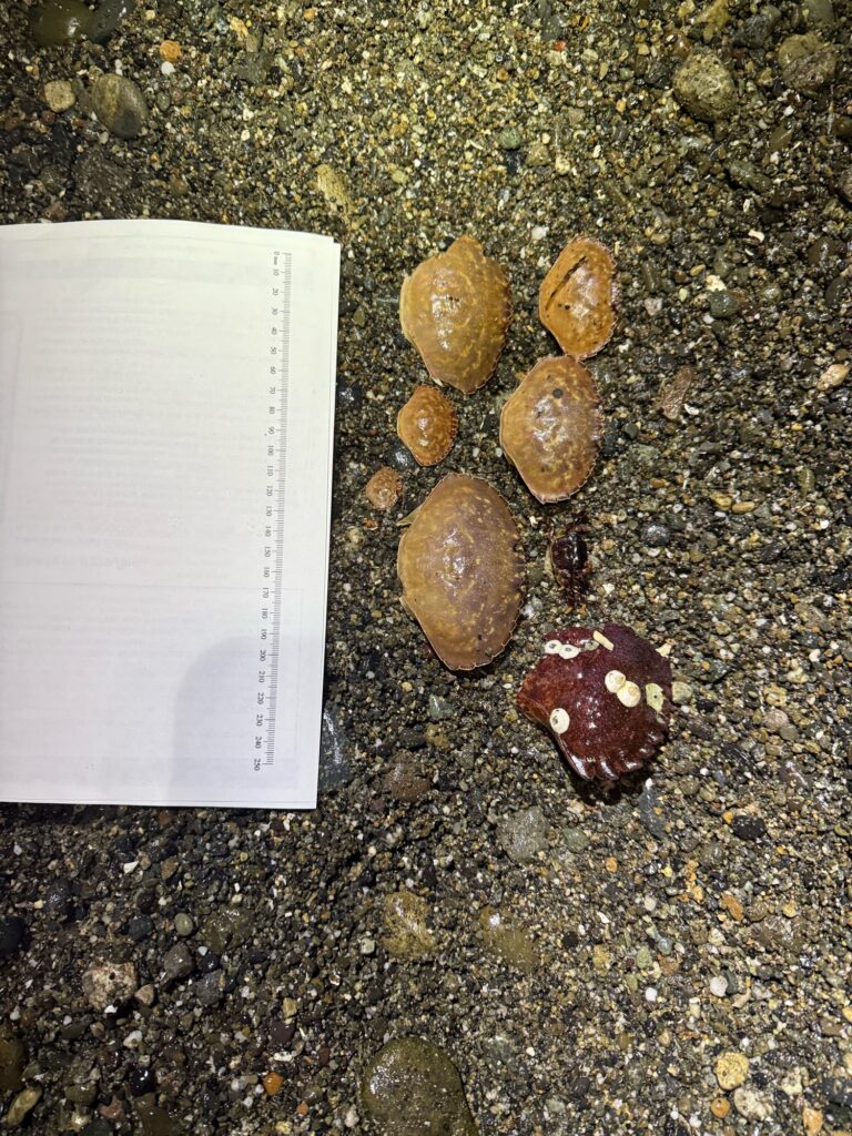 a book and some rocks (MyCoast AI)