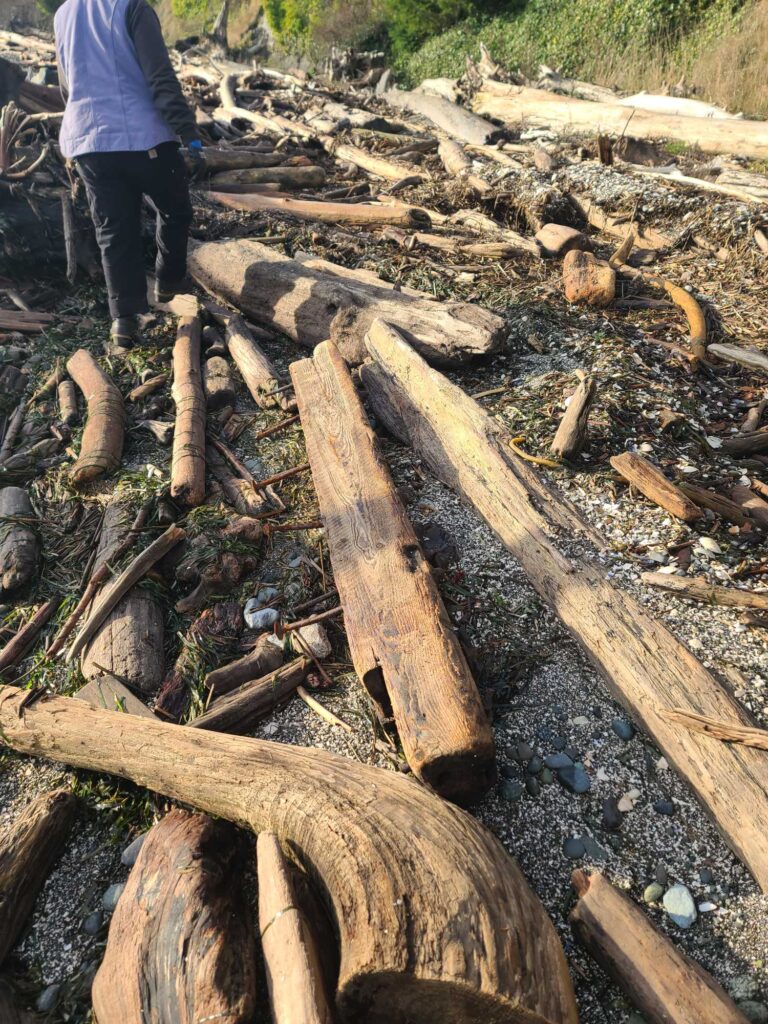 a person standing next to a pile of cut down trees (MyCoast AI)