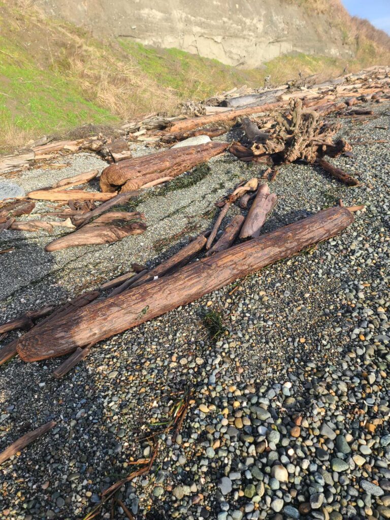 a group of logs on a rocky beach (MyCoast AI)
