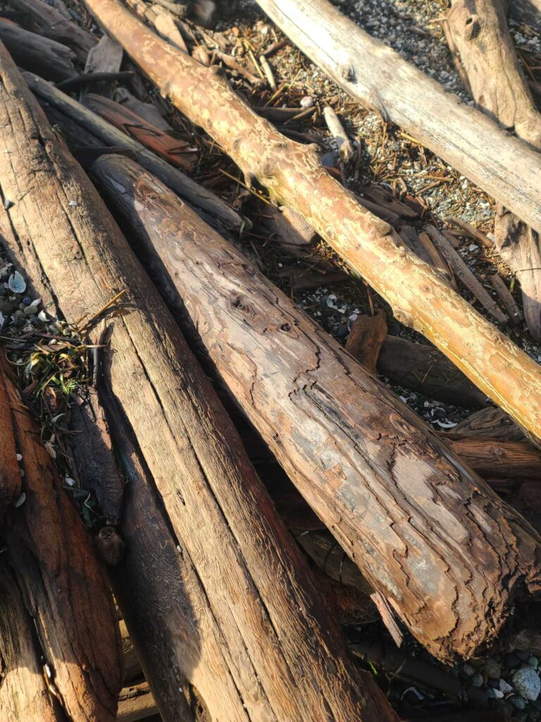 a close up of a tree trunk (MyCoast AI)