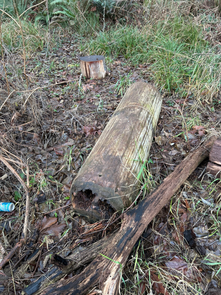 a tree stump in the grass (MyCoast AI)