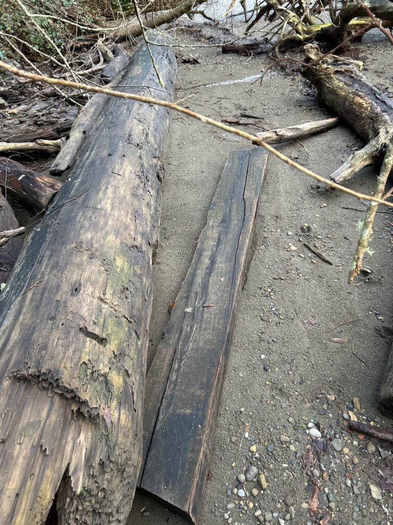 a tree trunk with a hole in it (MyCoast AI)