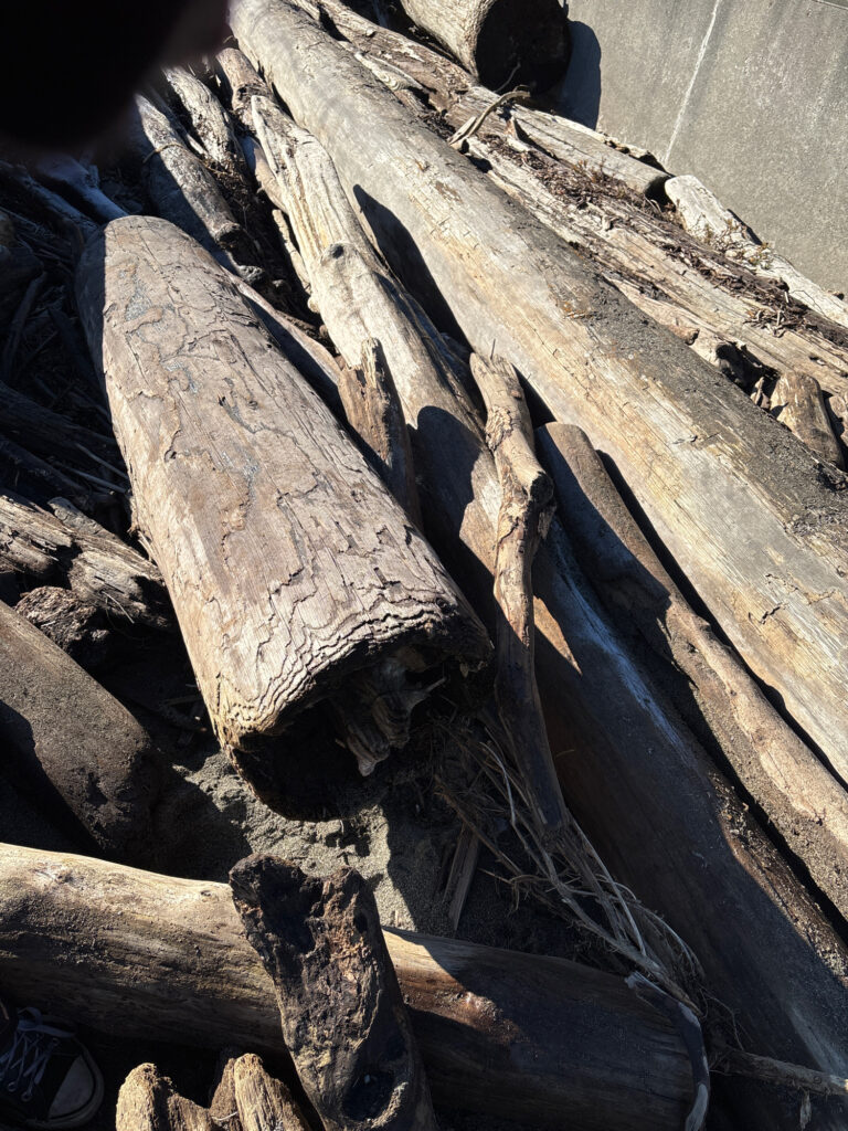 a group of logs (MyCoast AI)