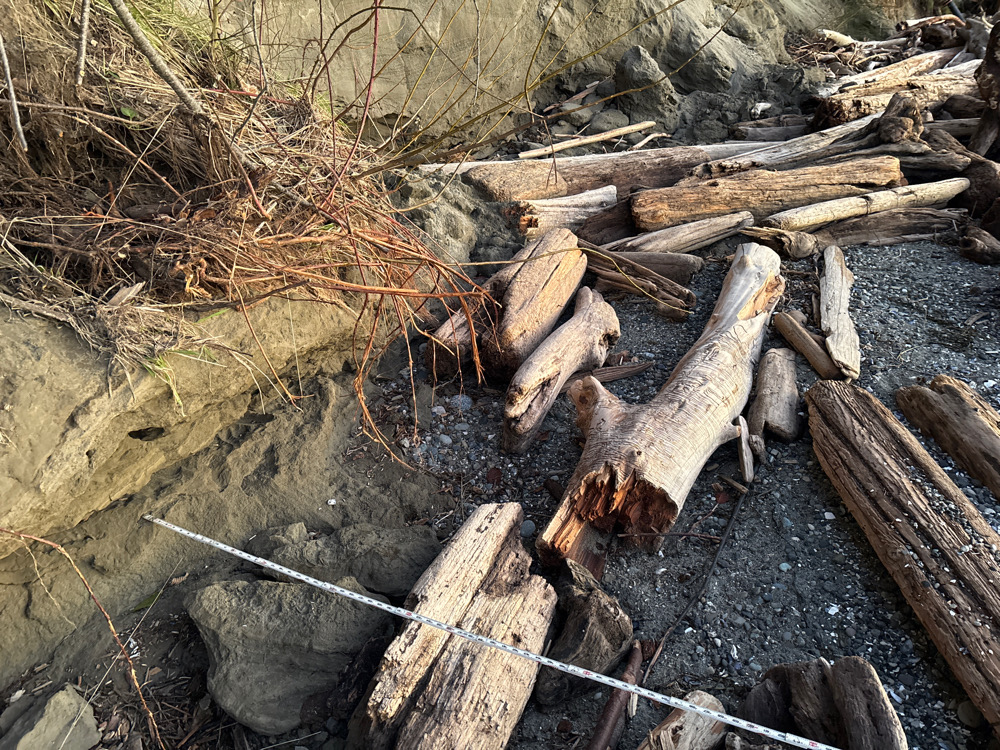 a group of logs and sticks (MyCoast AI)