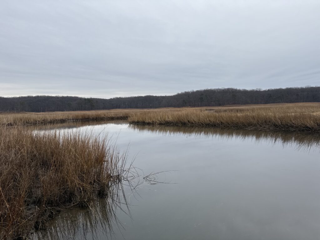 a body of water with grass and trees in the background (MyCoast AI)