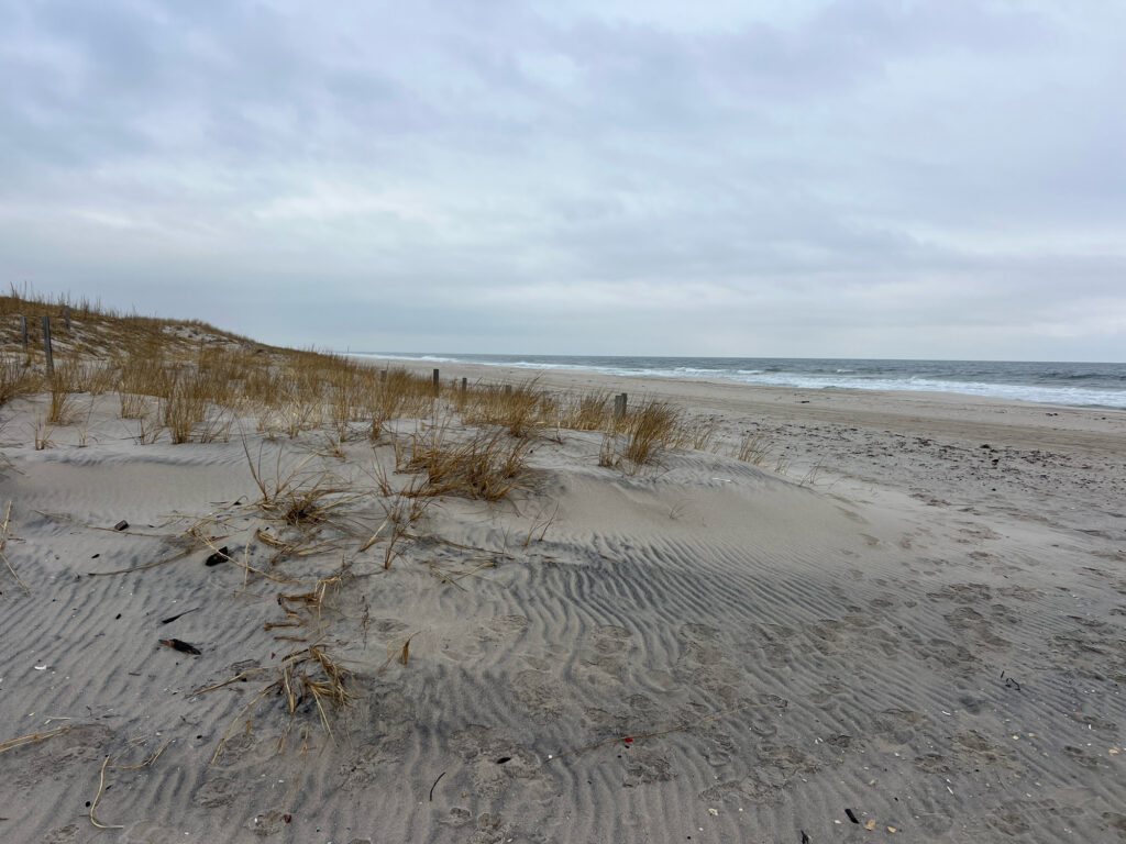 a sandy beach with plants and water (MyCoast AI)