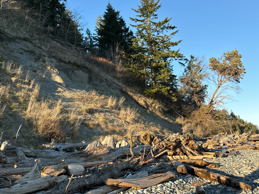 a hillside with trees and rocks (MyCoast AI)