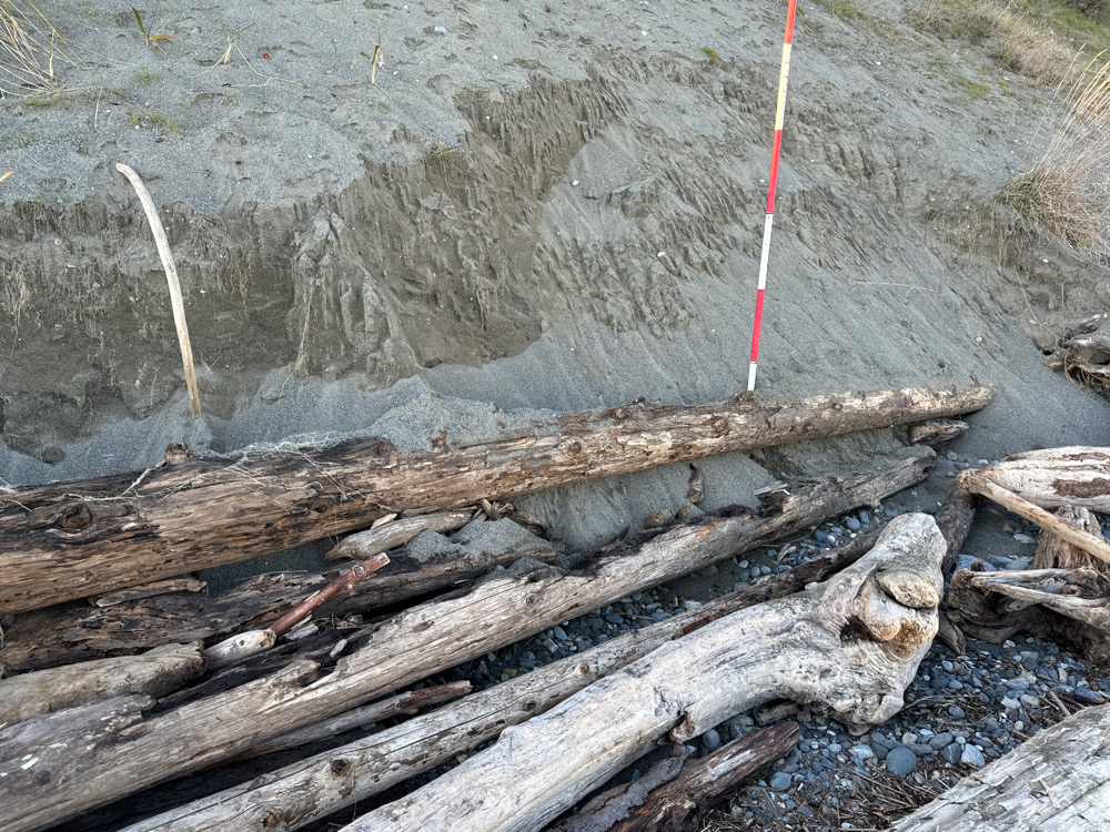 a group of logs in a river (MyCoast AI)