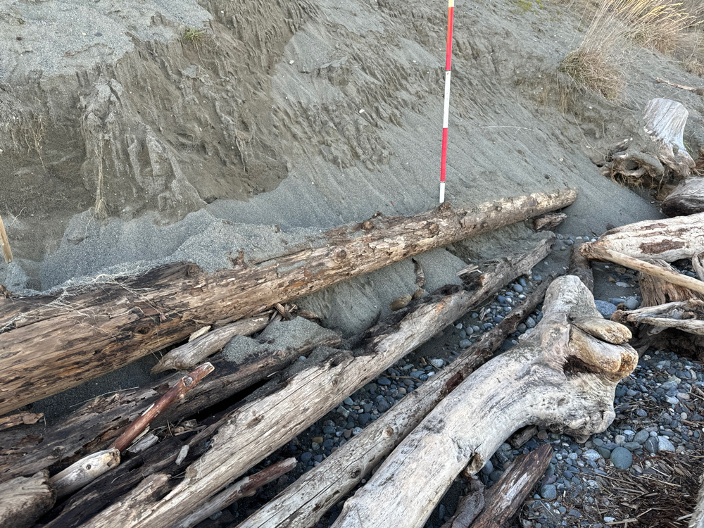a group of logs on the ground (MyCoast AI)