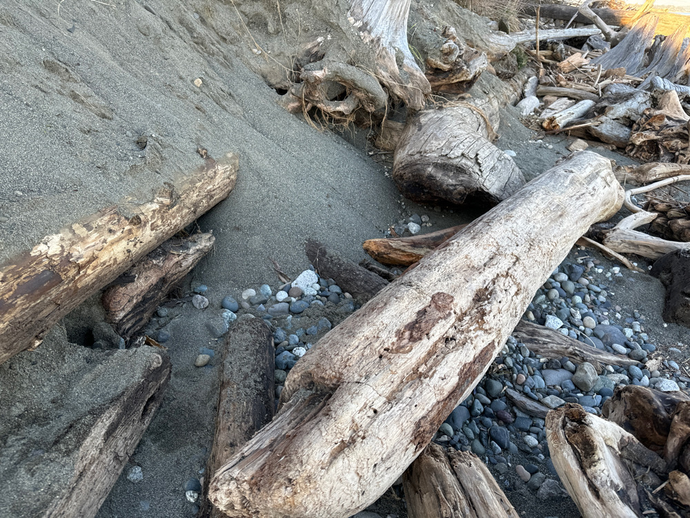 a group of logs and rocks (MyCoast AI)