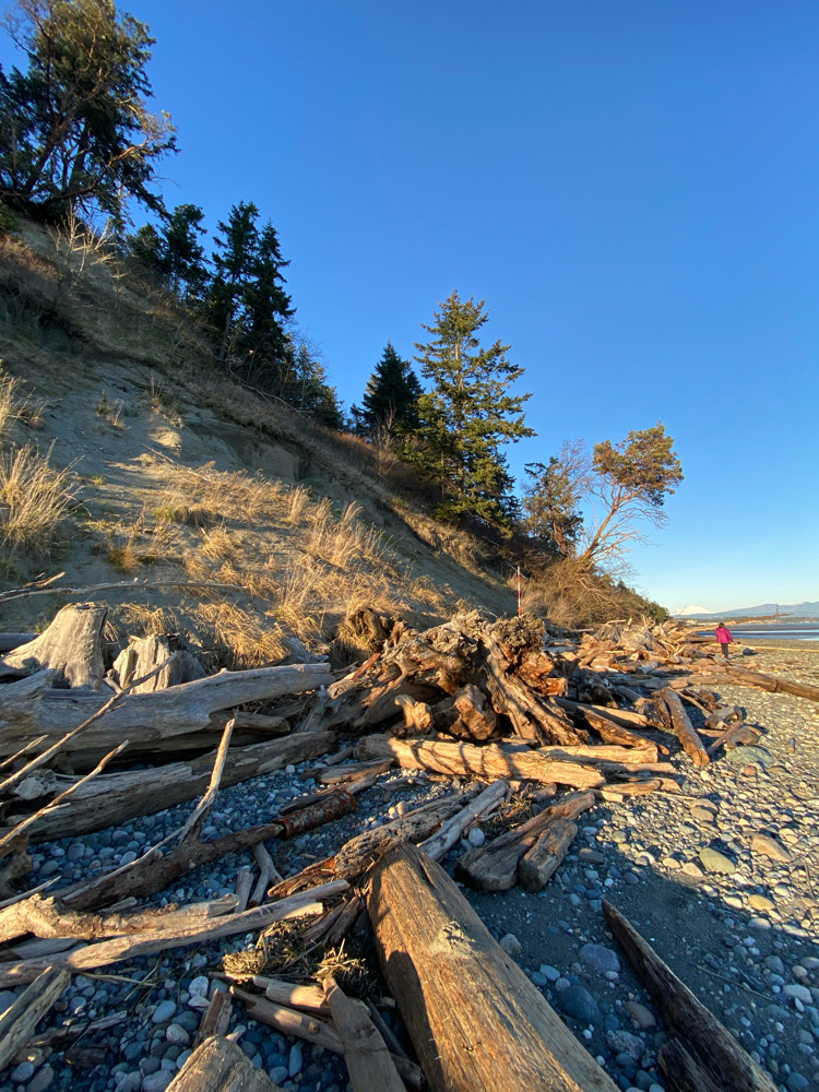 a pile of wood on a beach (MyCoast AI)