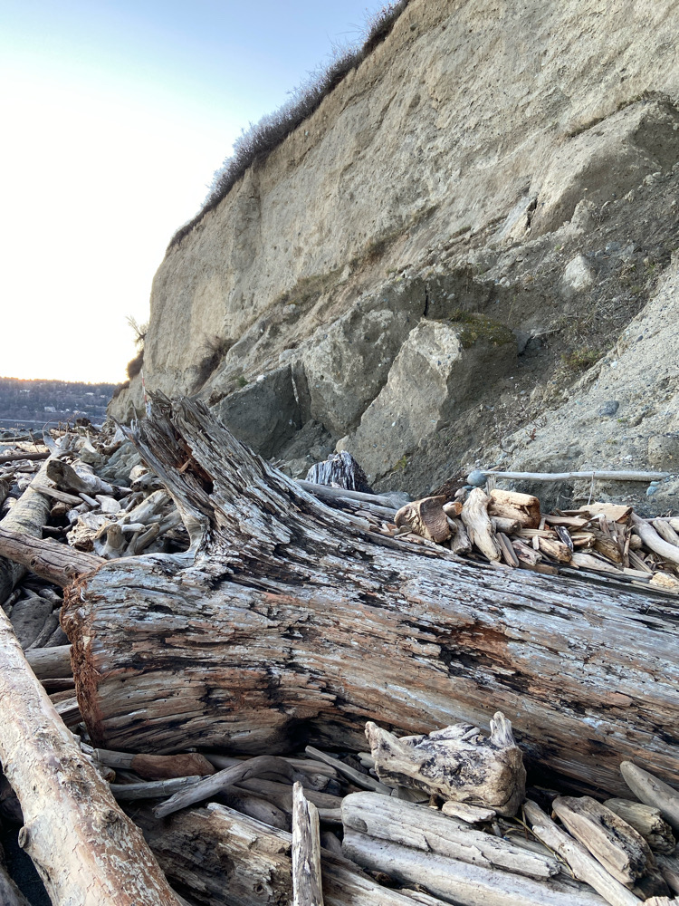 a group of dogs lying on a rocky hillside (MyCoast AI)