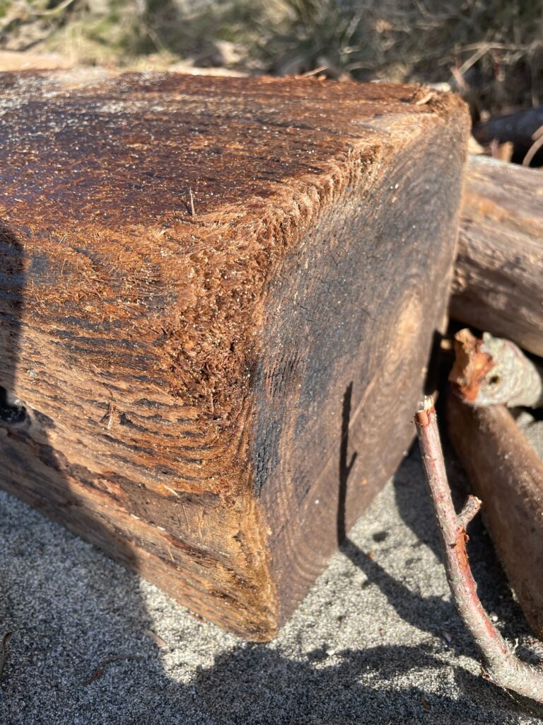 a squirrel on a tree stump (MyCoast AI)