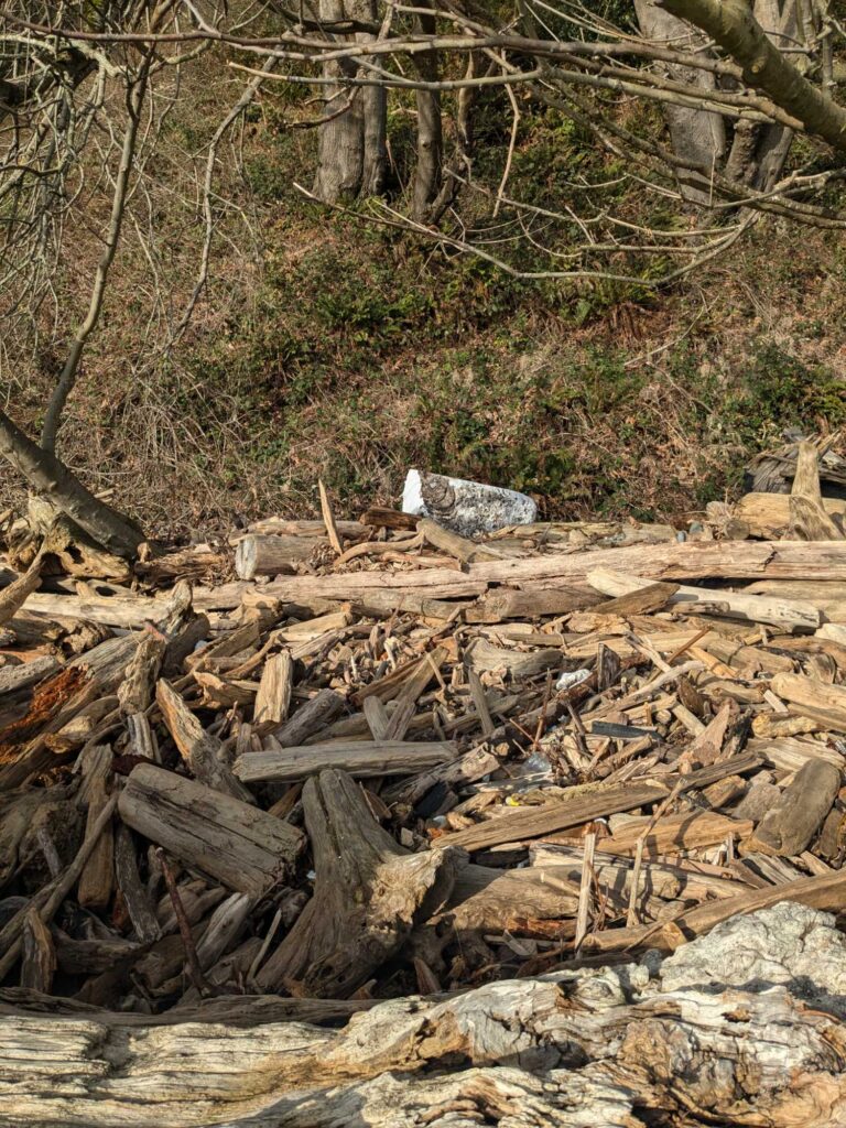 a pile of wood and sticks (MyCoast AI)