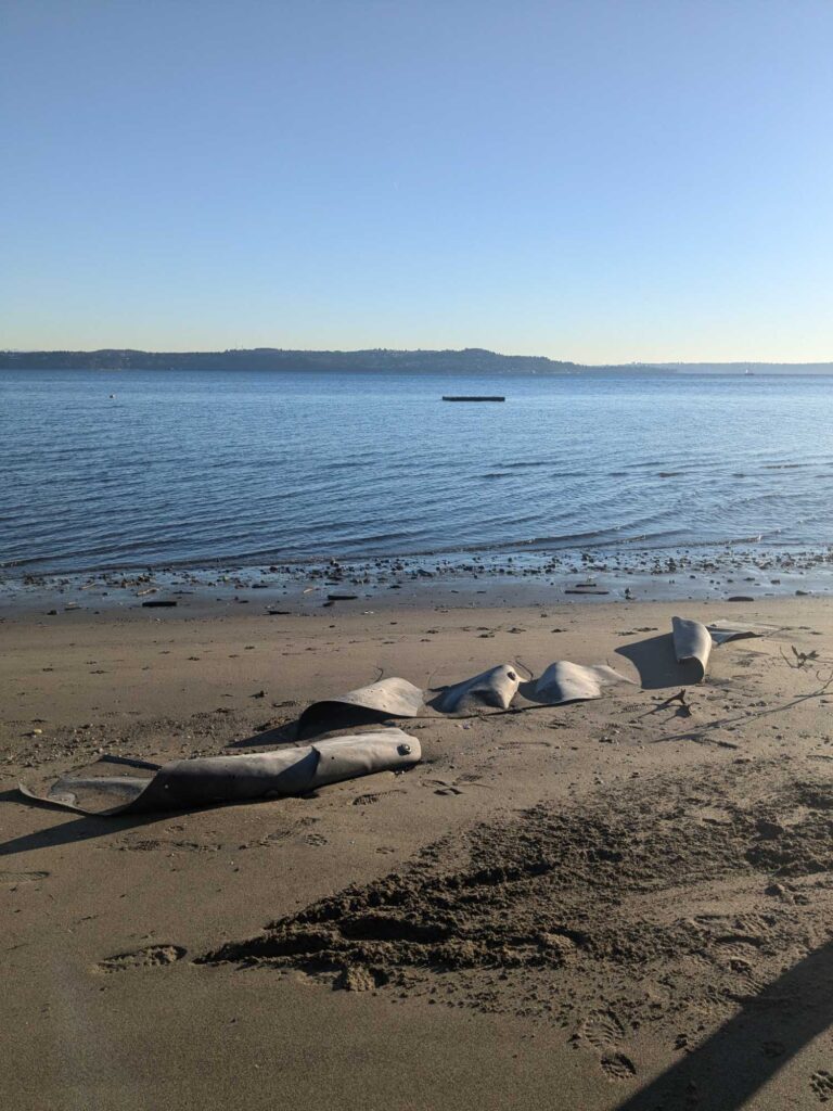 a group of sea animals on a beach (MyCoast AI)