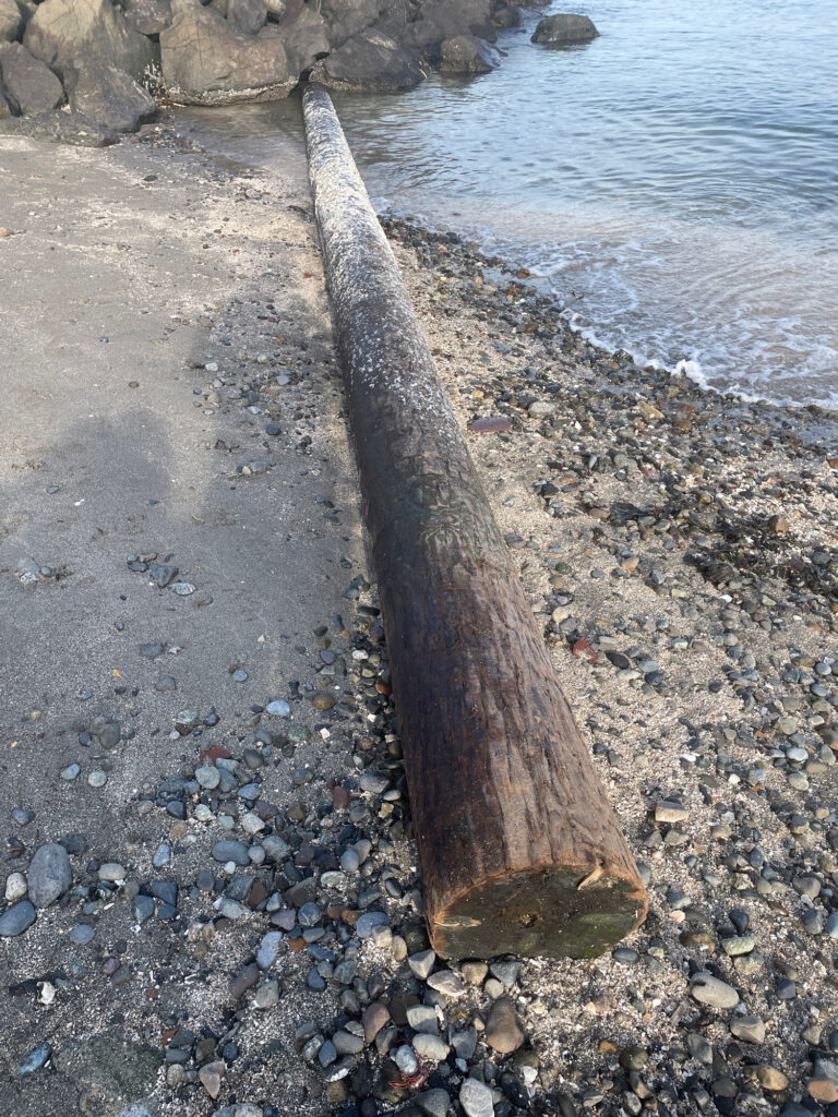 a log on a rocky beach (MyCoast AI)