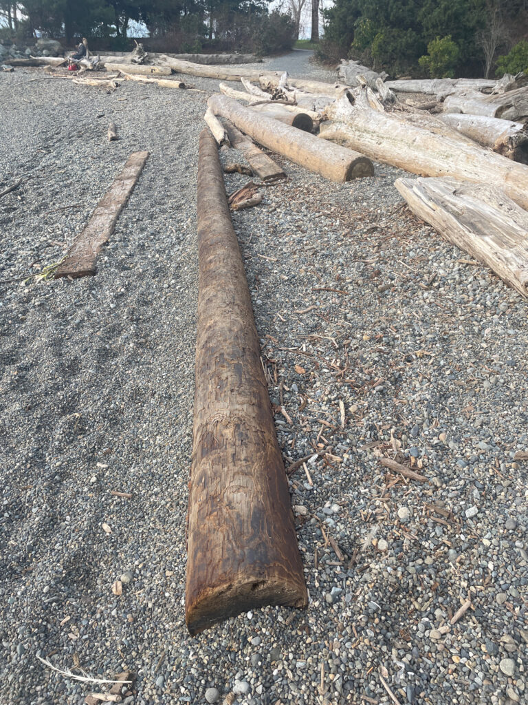 a group of logs on the ground (MyCoast AI)
