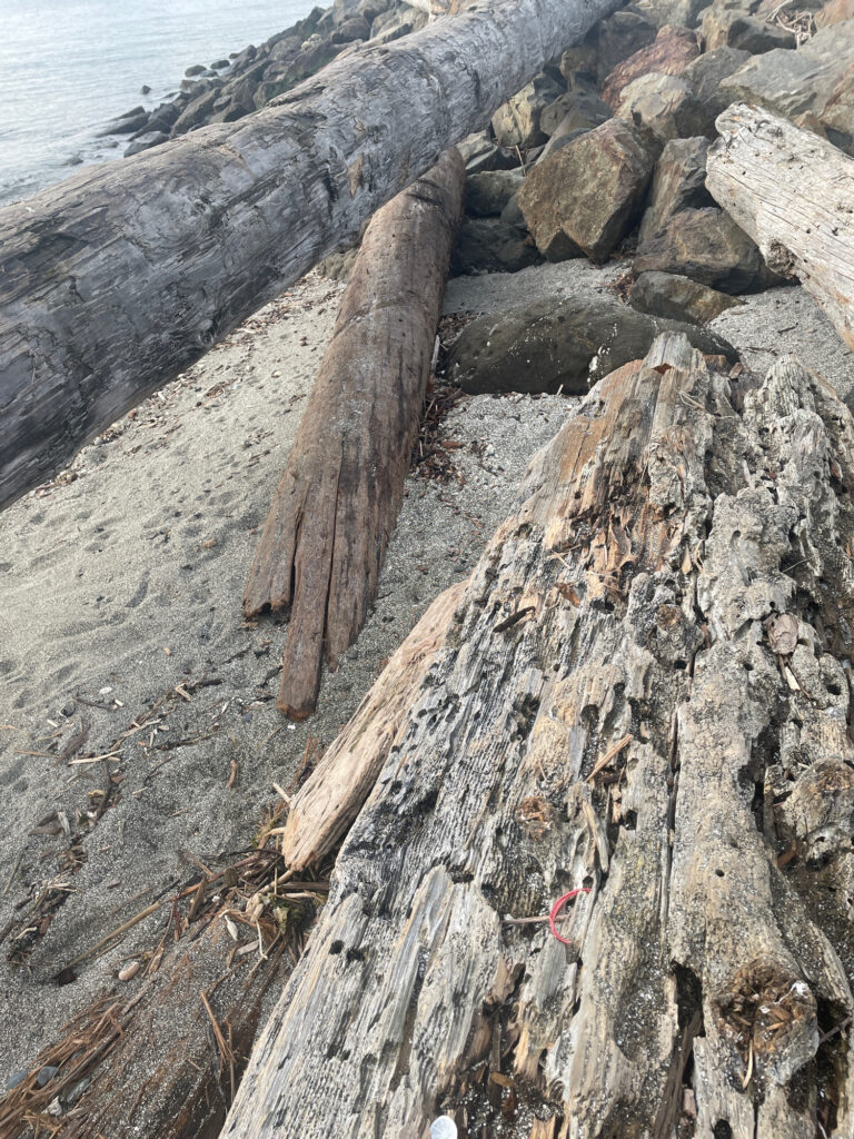 a tree trunk on a beach (MyCoast AI)
