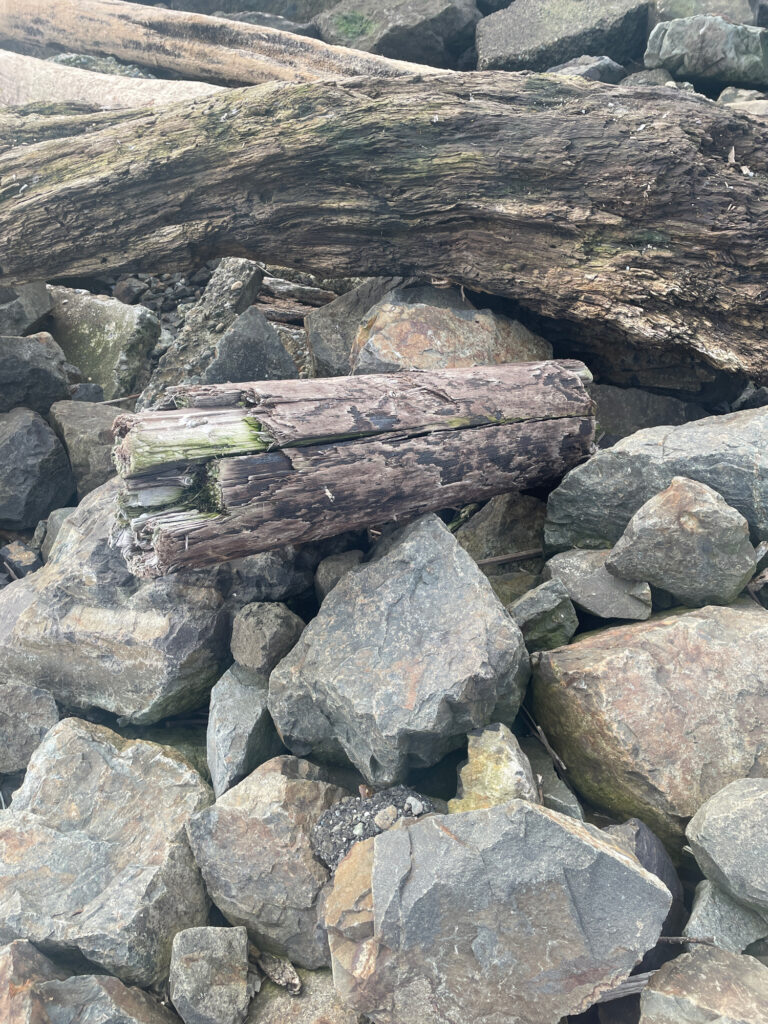 a log on rocks (MyCoast AI)