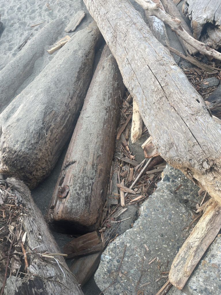 a close-up of some wood (MyCoast AI)