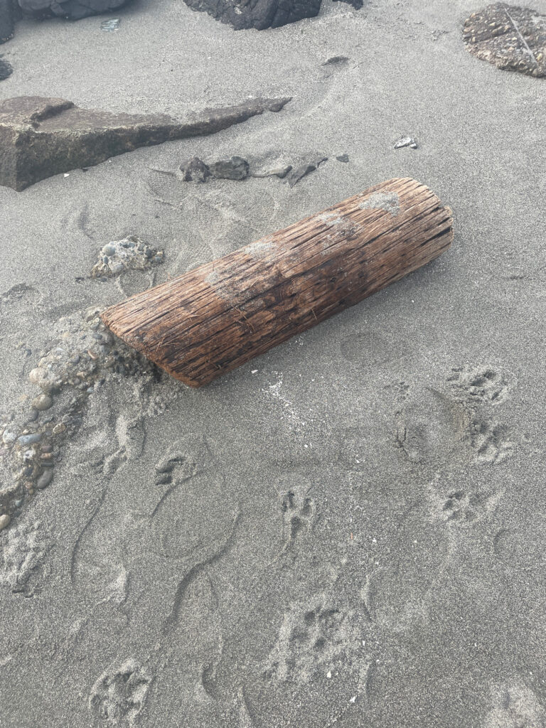 a piece of wood on a beach (MyCoast AI)