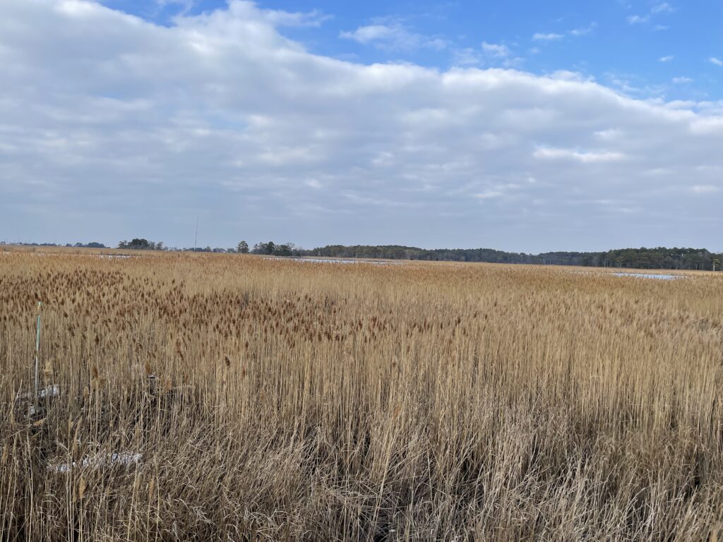 a field of brown grass (MyCoast AI)