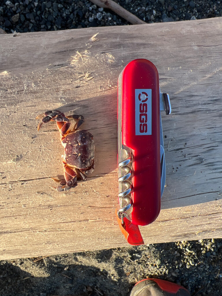 a bee on a red and white object (MyCoast AI)