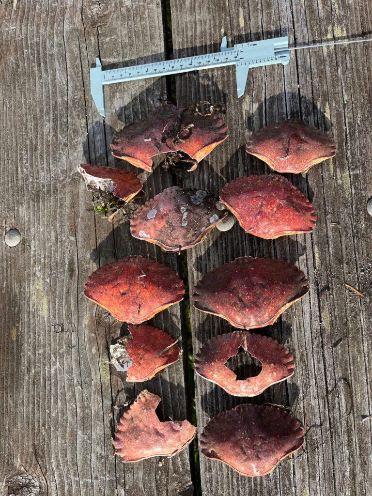 a group of red and black objects (MyCoast AI)