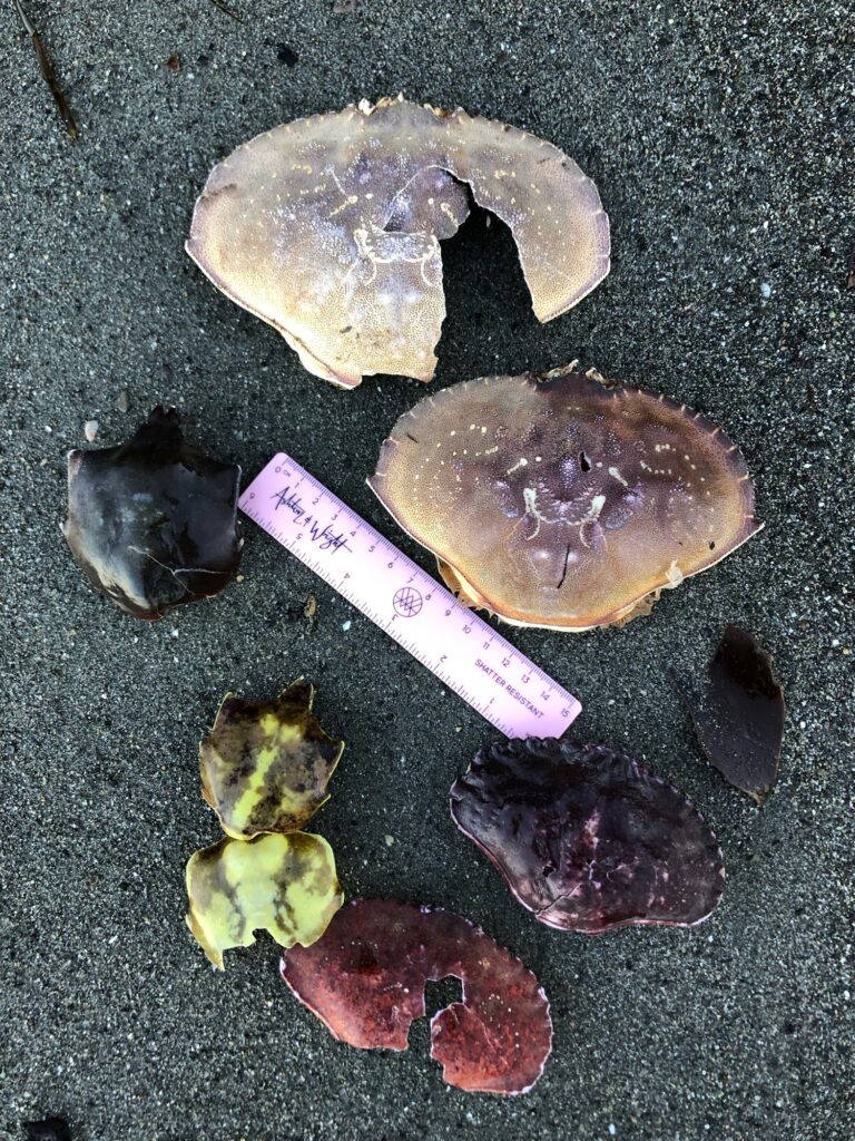 a group of sea shells (MyCoast AI)