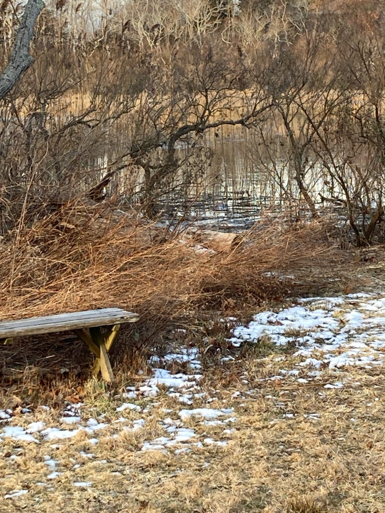 a bench in a park (MyCoast AI)