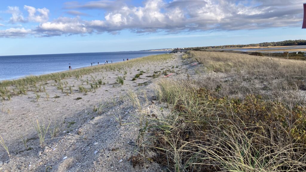 a beach with a path and grass (MyCoast AI)