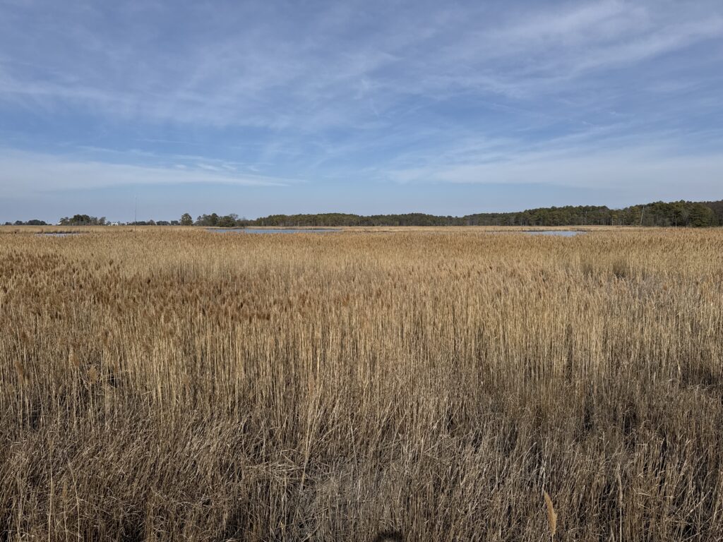a large field of brown grass (MyCoast AI)
