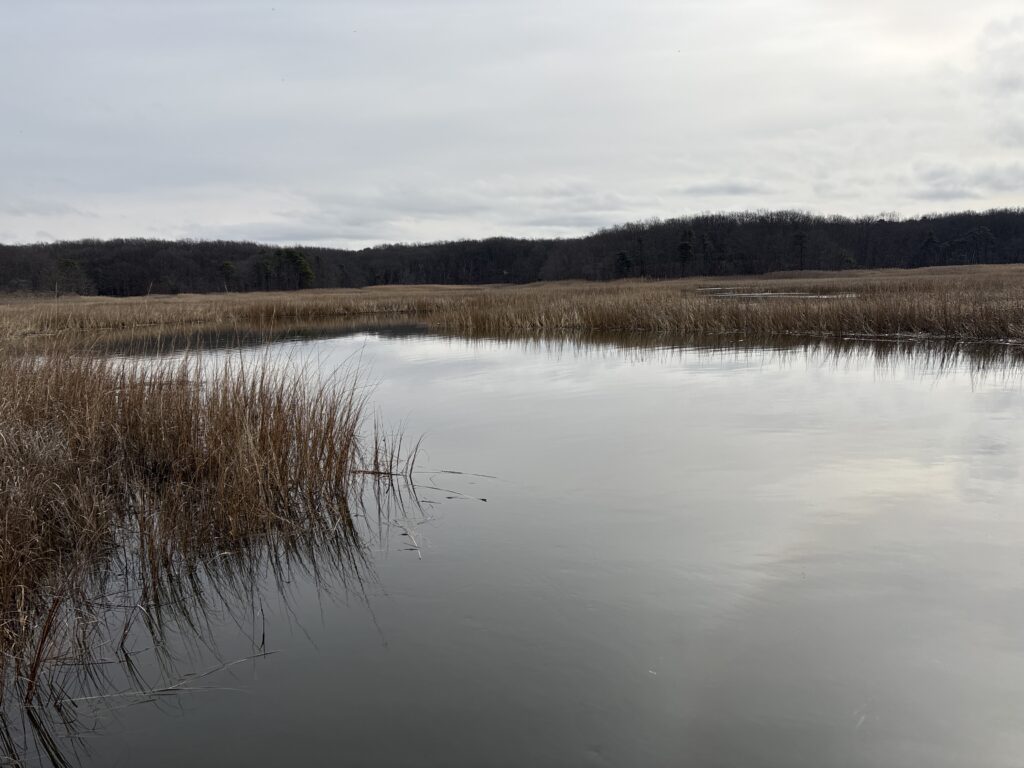 a body of water with trees in the background (MyCoast AI)