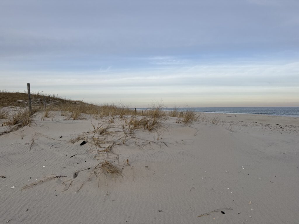 a sandy beach with plants (MyCoast AI)