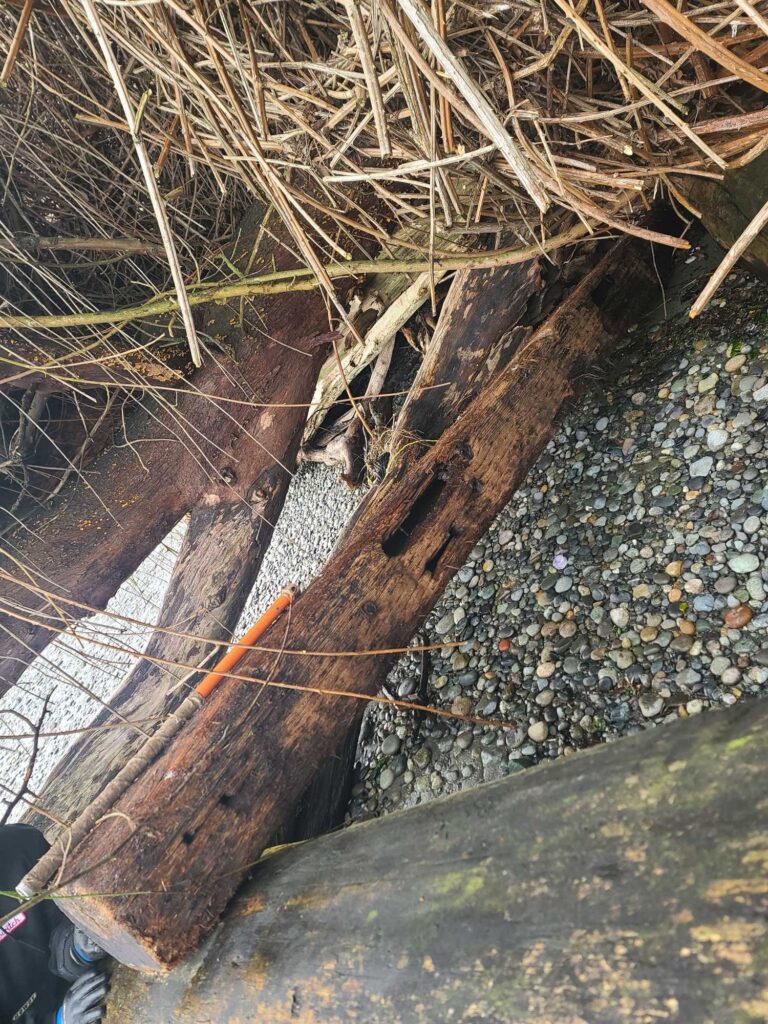 a tree trunk with branches and sticks (MyCoast AI)