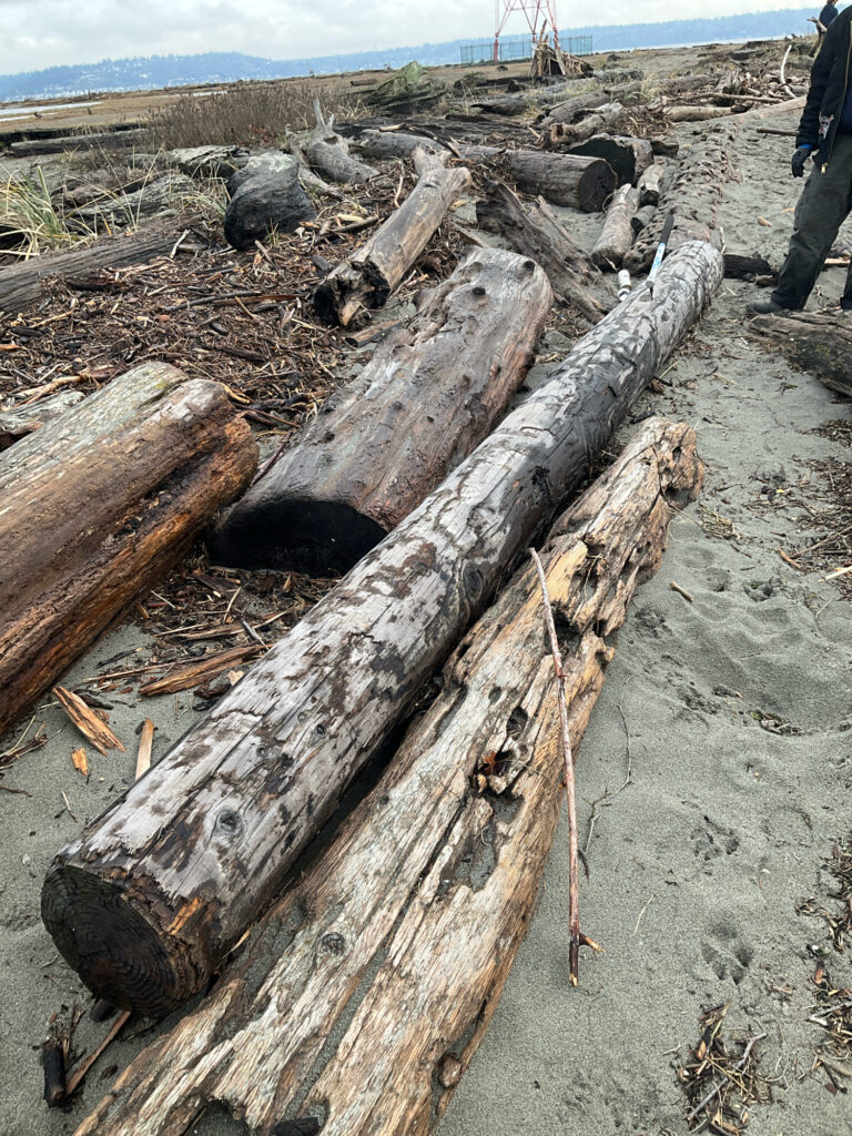 a pile of cut down trees (MyCoast AI)