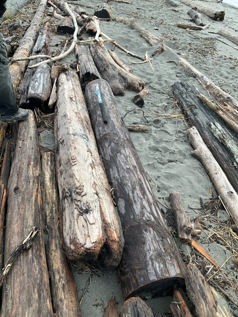 a group of logs on the ground (MyCoast AI)