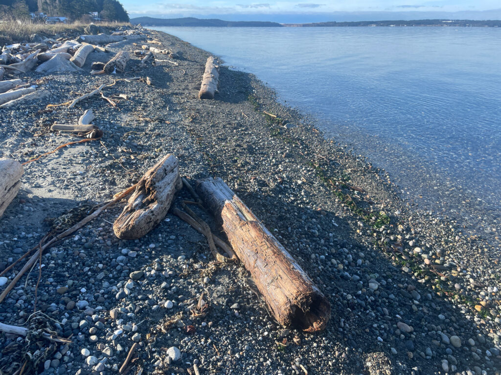 a log on a beach (MyCoast AI)