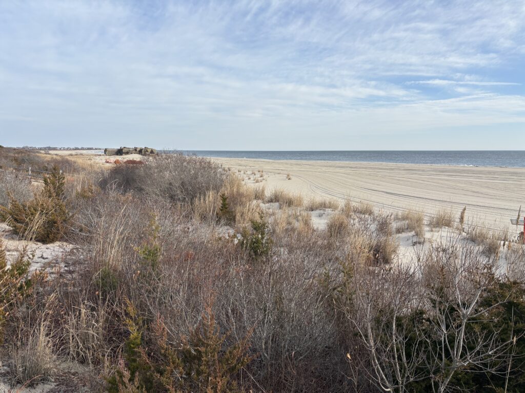 a field of dry grass (MyCoast AI)