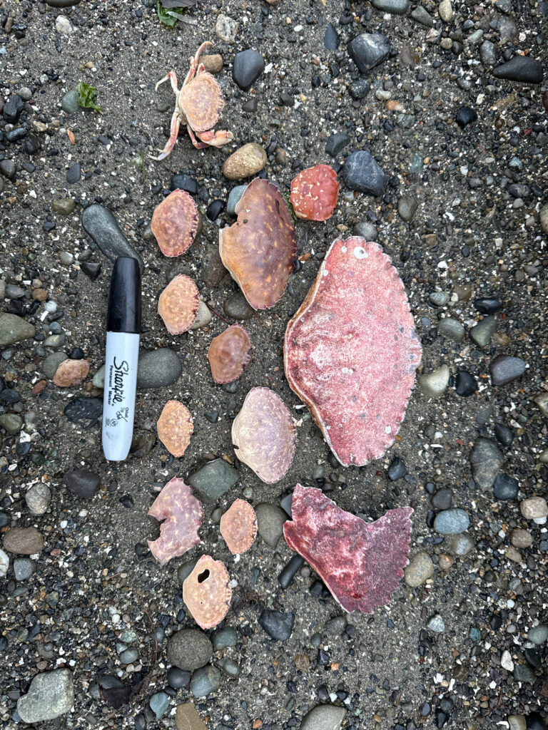 a knife and a rock on the ground (MyCoast AI)