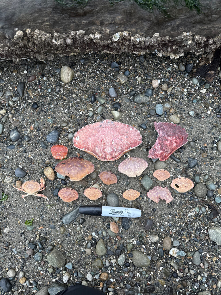 a knife and a rock on the ground (MyCoast AI)