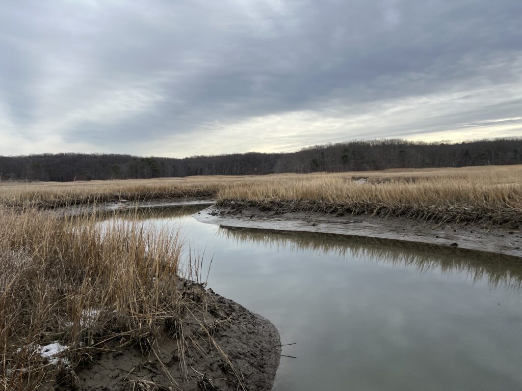 a lake with a field and trees in the background (MyCoast AI)