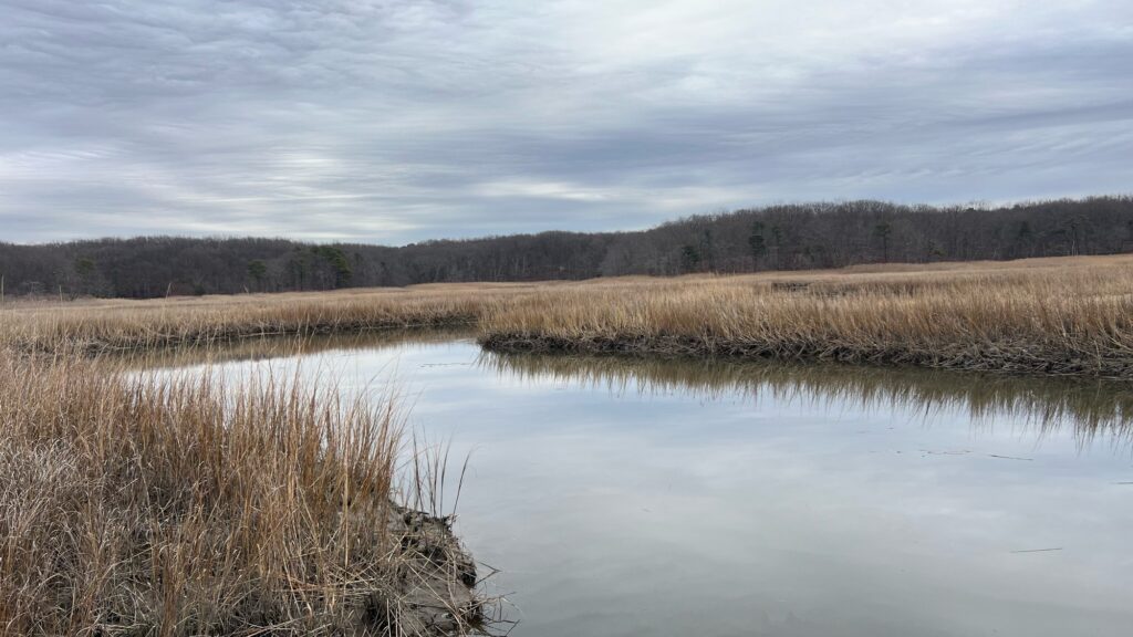 a body of water with grass and trees in the background (MyCoast AI)