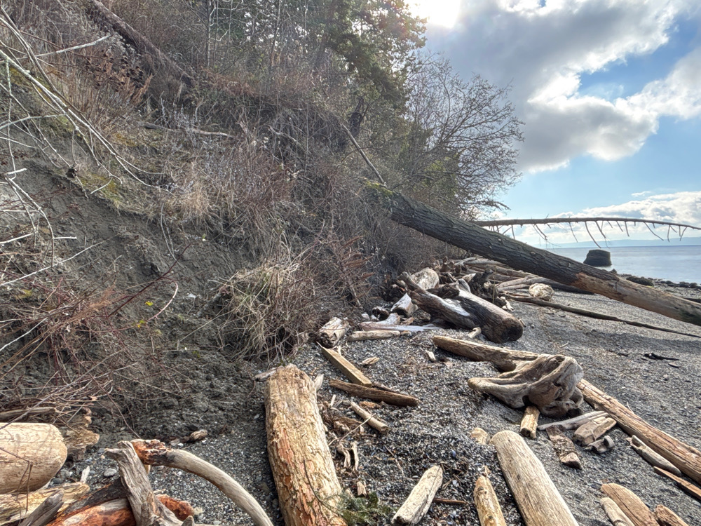 a pile of wood next to a body of water (MyCoast AI)