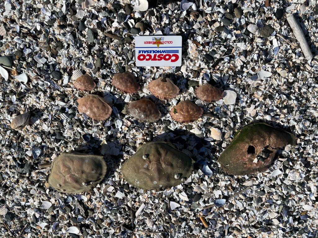 a group of rocks and a sign (MyCoast AI)