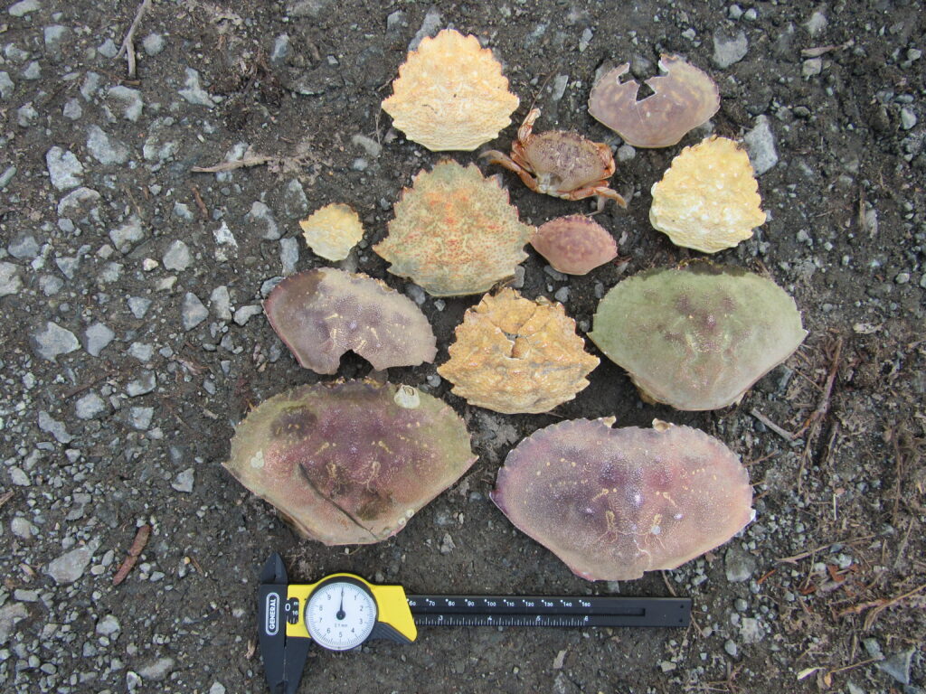a group of mushrooms (MyCoast AI)